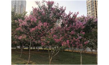 夏秋季節(jié)，錫城首次驚現(xiàn)紫薇花開美景